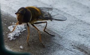 Hoverfly Syrphus ribesii - male eating (sucking) photo 2