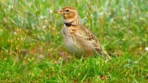 Calandra Lark