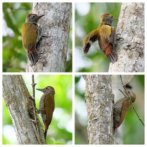 Red-rumped Woodpecker (Male and Female)