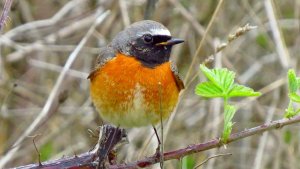 Common Redstart (male)