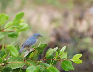 Bicolored Conebill