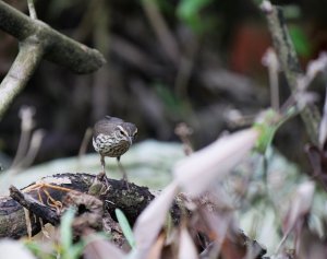 Northern Waterthrush