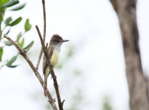 Brown-crested Flycatcher