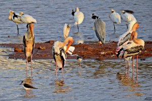 Wetland Scene