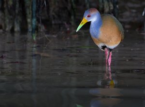 Russet-naped Wood Rail