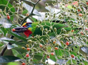 Red-throated Barbet (male)