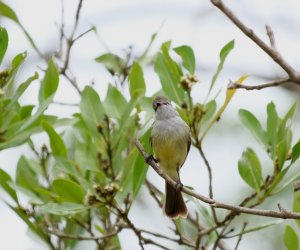 Northern Scrub Flycatcher - Front View