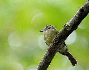 Slaty-capped Flycatcher