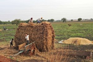 Building Haystack