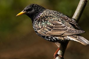 A 'startling colourful' Starling