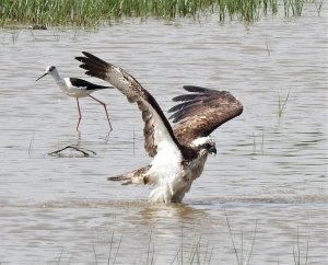 Osprey