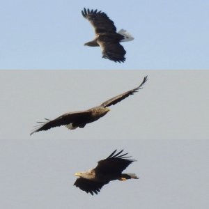 Sea eagles