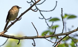 Japanese Bush Warbler