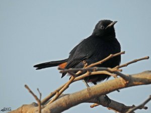 Indian Robin, Male