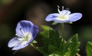 Veronica persica