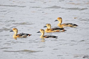 Lesser-whistling Ducks