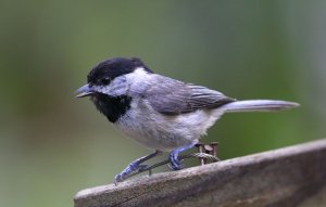 Carolina Chickadee