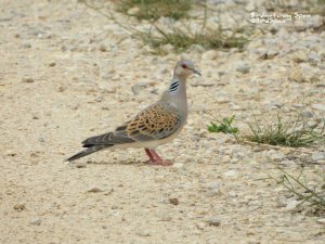 Turtle Dove