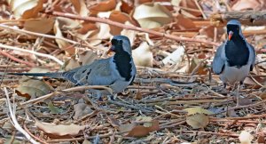 Namaqua Doves