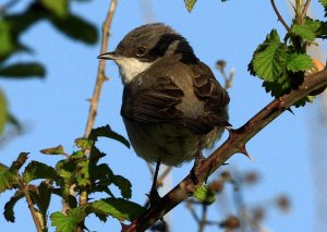 Lesser Whitethroat at Little Cressingham, Norfolk 5th May