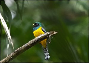 Black-throated Trogon (male)