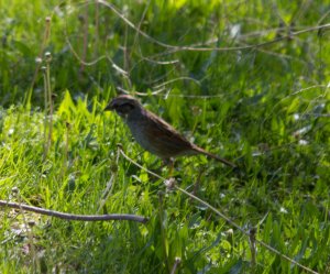 Swamp Sparrow