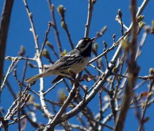 Black-throated Gray Warbler