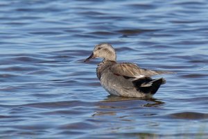 Gadwall