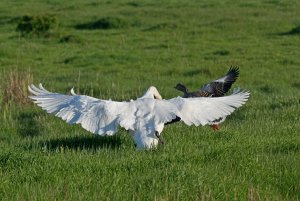 Brave Greylag parent