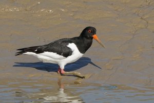 Oystercatcher