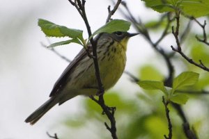 Kirtland's warbler