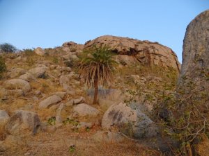 Date palm Tree on Rocks