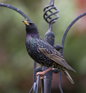 Bonny starling