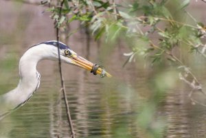 Battle of the Grey Heron and the snake