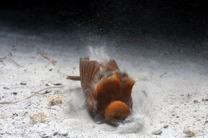 Brown Thrasher Sand Bathing