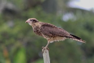 Yellow - headed Caracara (juvenile)