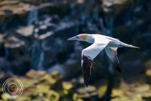 View of the Gannet