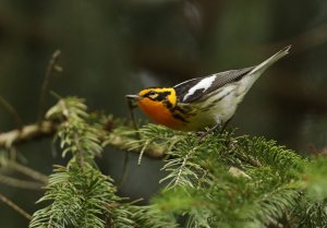 Blackburnian Warbler