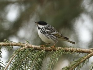 Blackpoll warbler