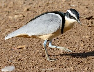 Egyptian Plover