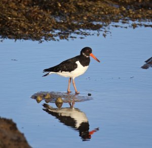 Oystercatcher