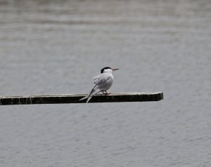 Common tern