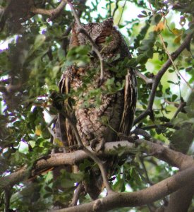 Flammulated Owl