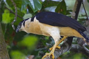 Collared Forest Falcon