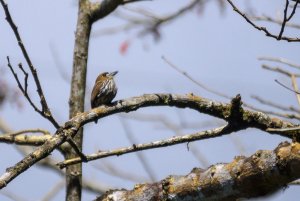 Lanceolated Monklet