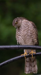 Garden Sparrowhawk