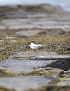 Sandwich tern