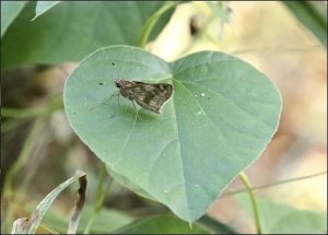 Pomeius Skipper