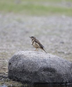 Song thrush