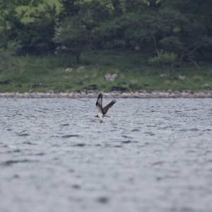 Osprey takes a fish